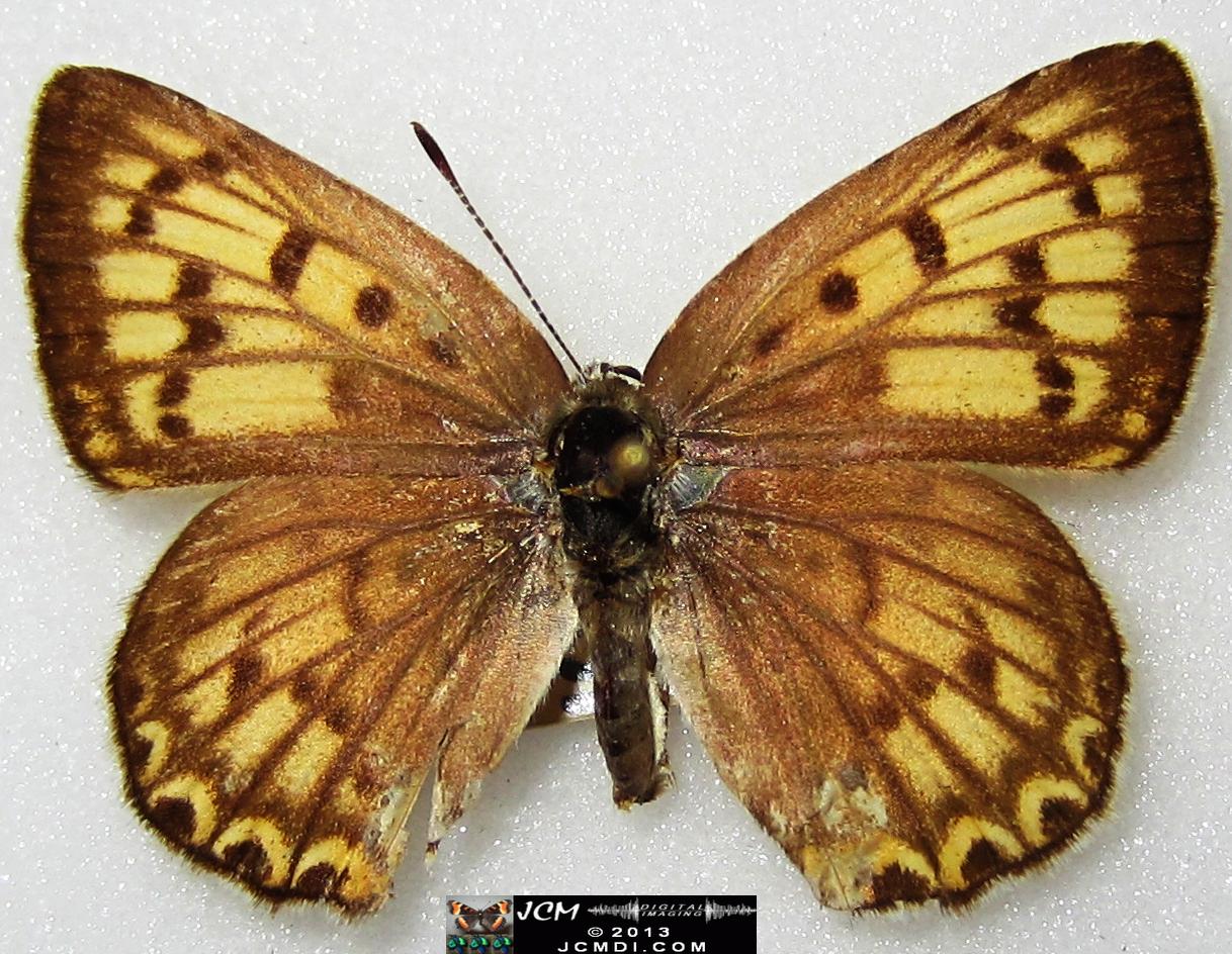 Lycaena gorgon (Gorgon Copper) images
